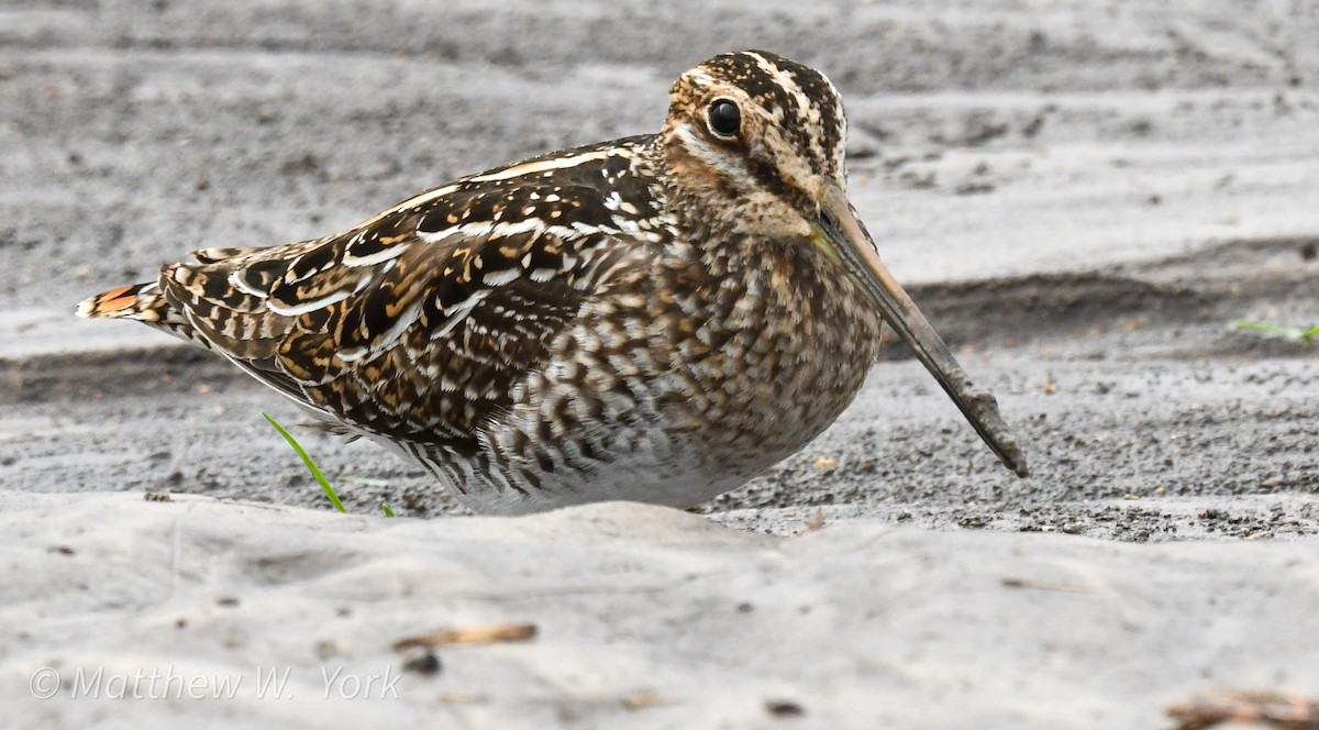 Wilson's Snipe - ML645620670
