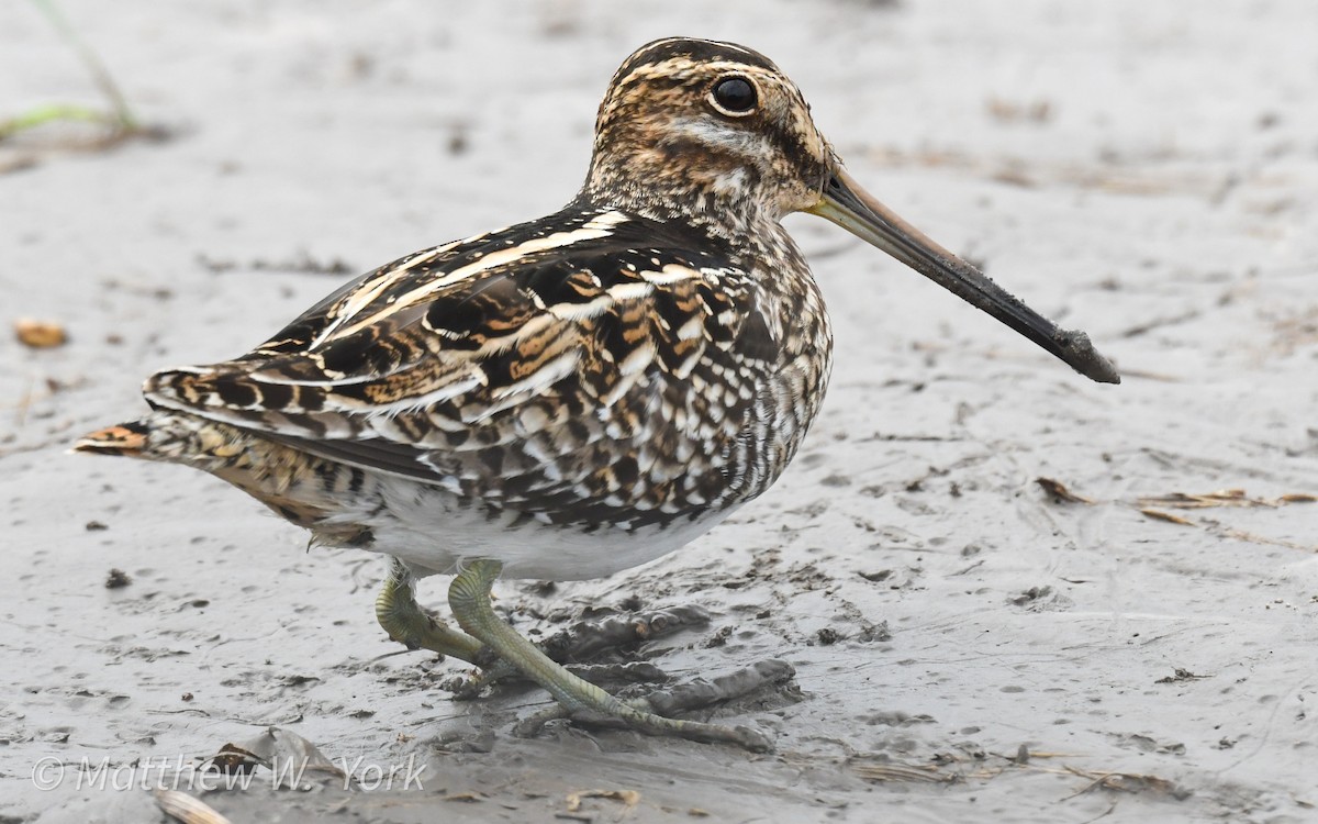 Wilson's Snipe - ML645620671