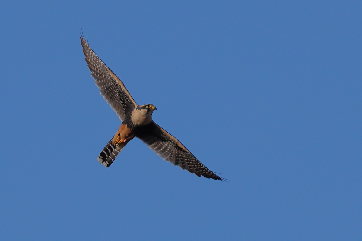 Aplomado Falcon - ML645620682