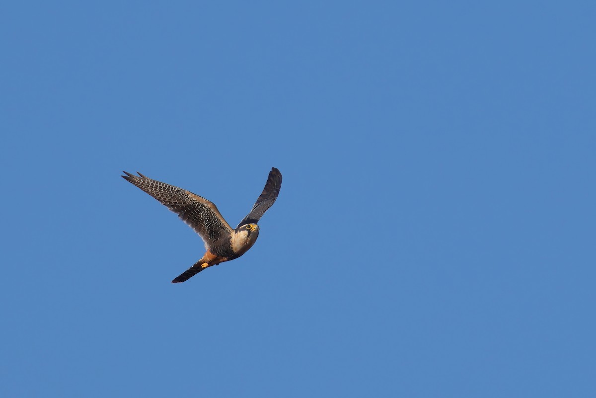 Aplomado Falcon - ML645620685