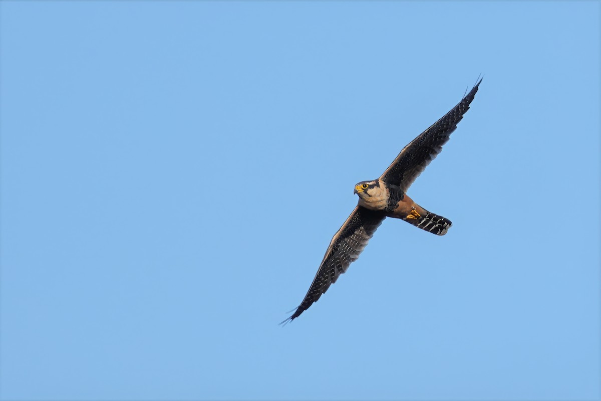 Aplomado Falcon - ML645620686