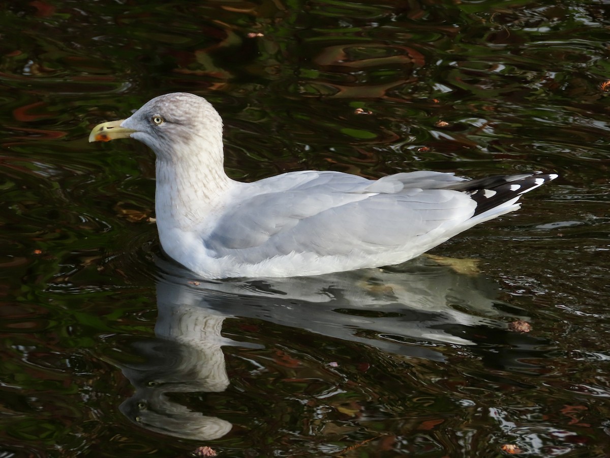 Gabbiano reale nordico - ML645620694