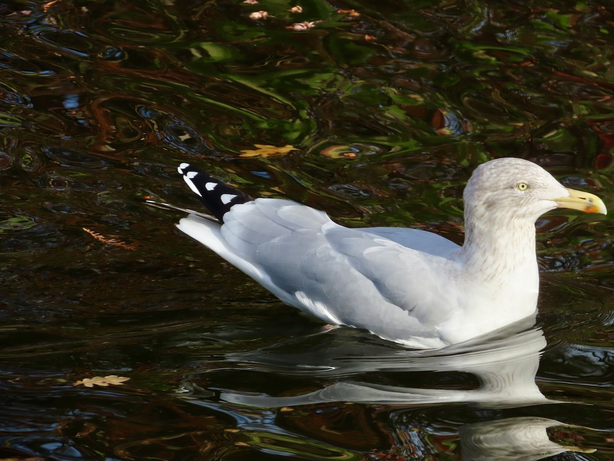 Gabbiano reale nordico - ML645620695