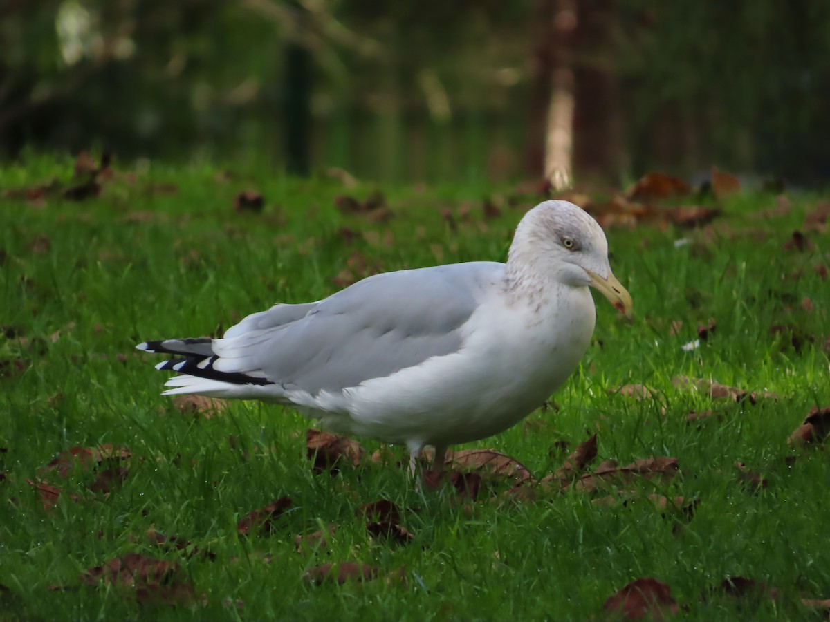 Gabbiano reale nordico - ML645620700