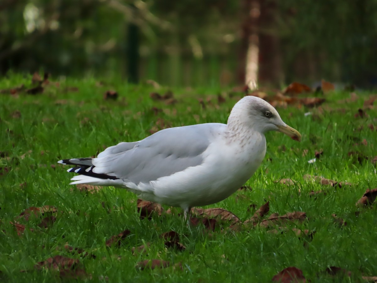 Gabbiano reale nordico - ML645620701