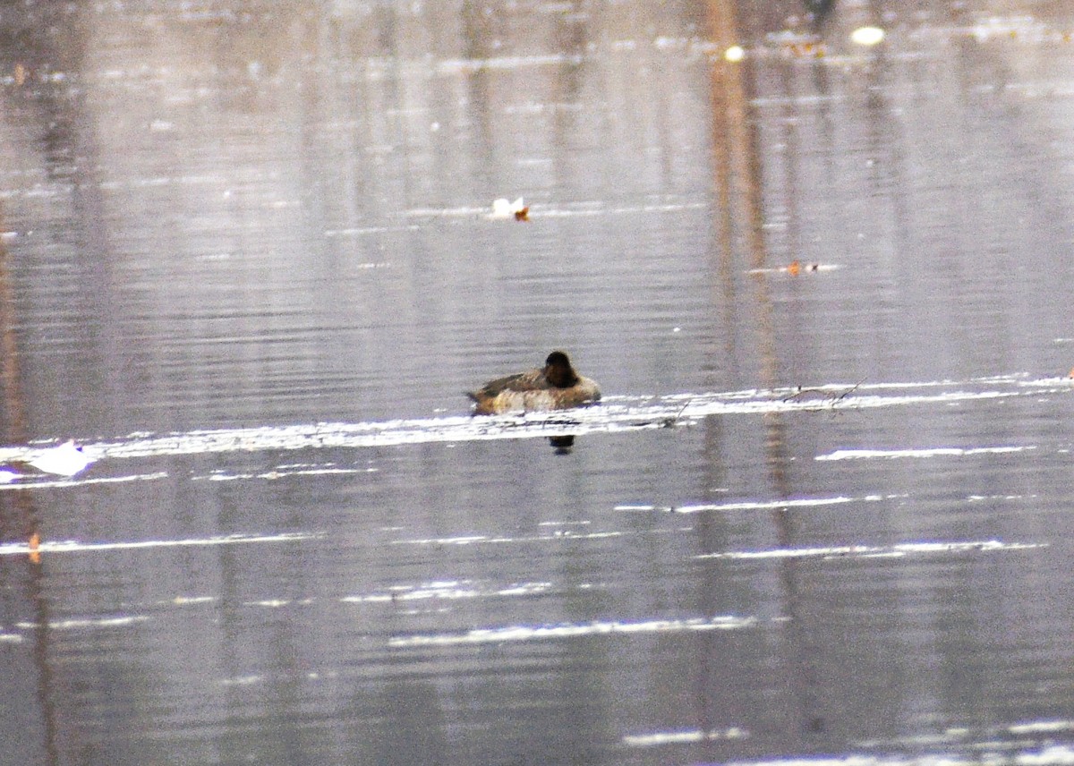 Lesser Scaup - ML645620707