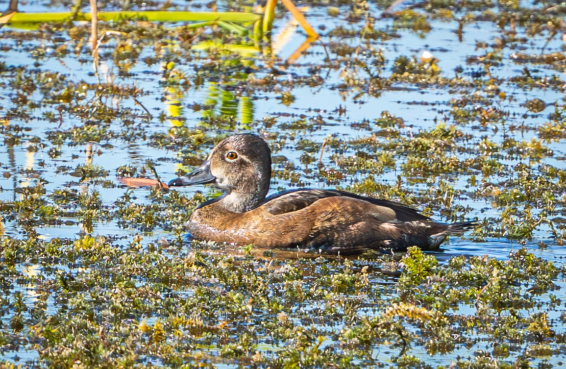Ring-necked Duck - ML645620709