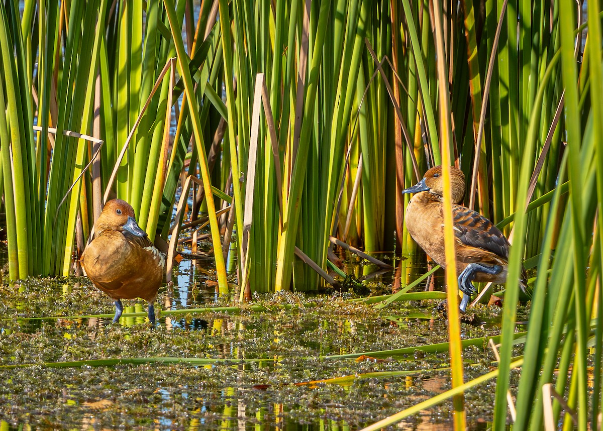 Fulvous Whistling-Duck - ML645620712