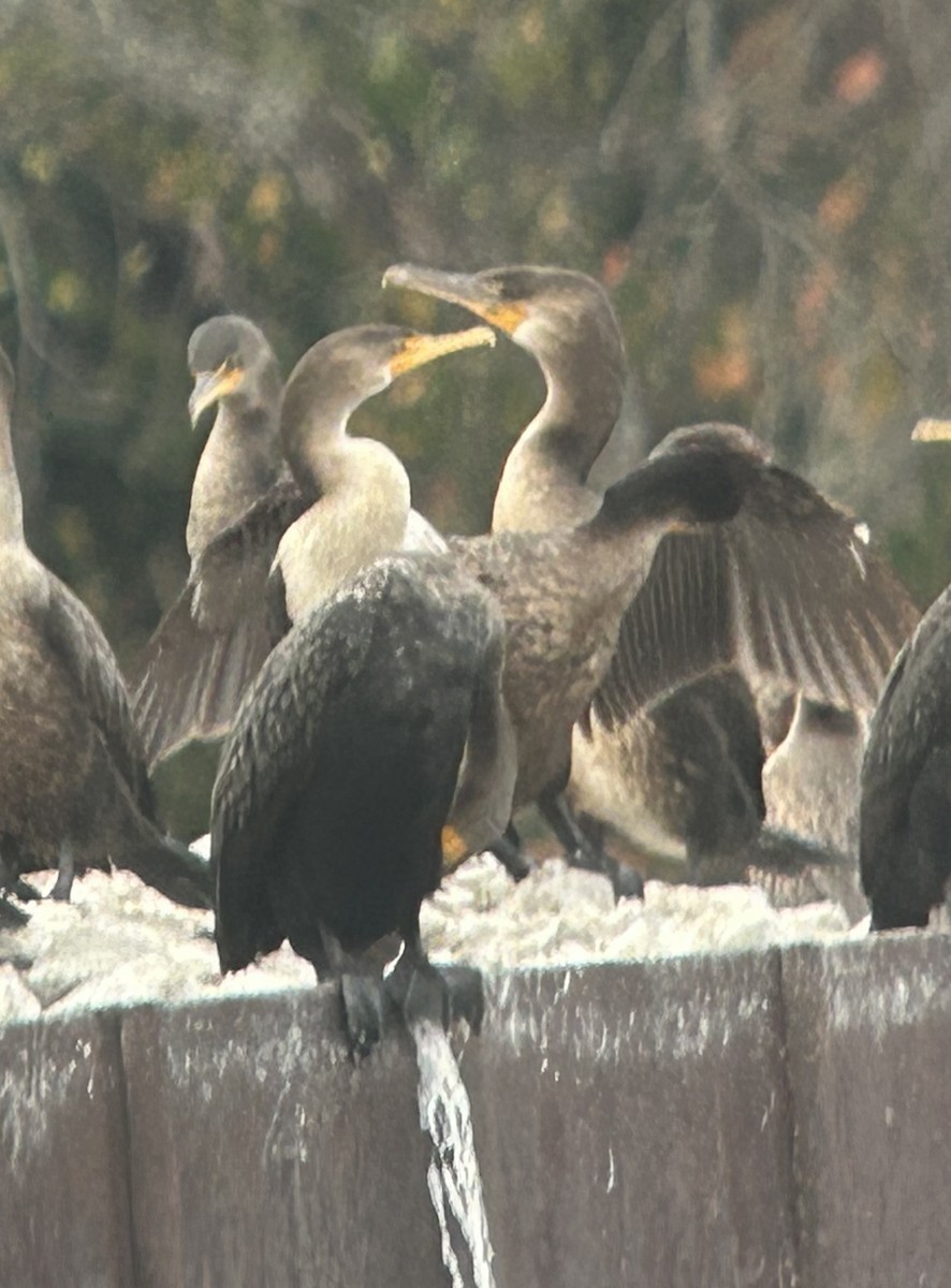 Great Cormorant - ML645620720