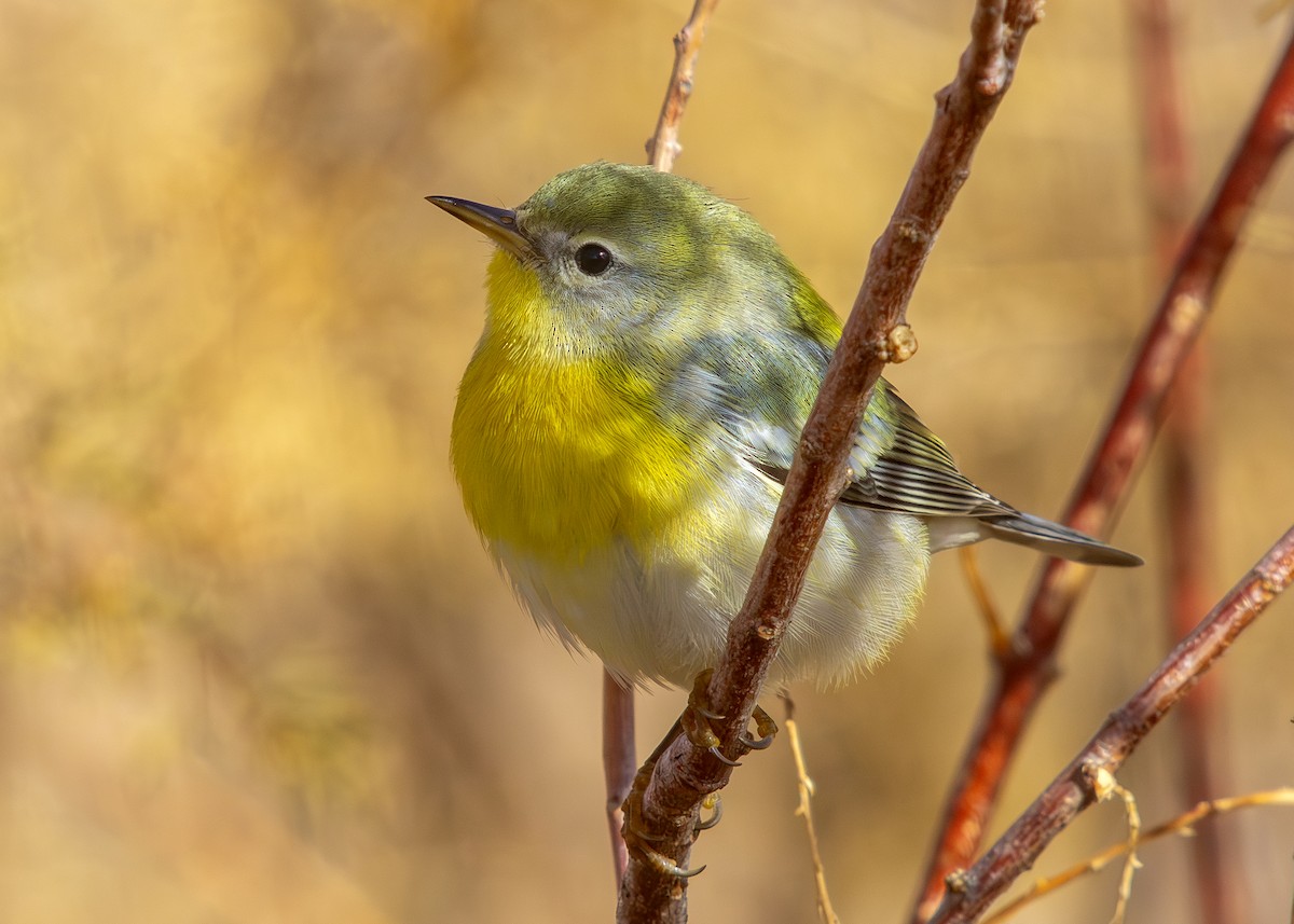 Northern Parula - ML645620724