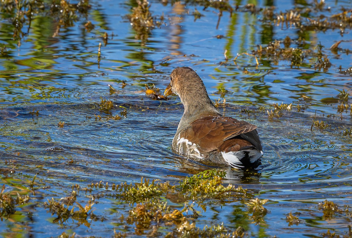 Common Gallinule - ML645620725