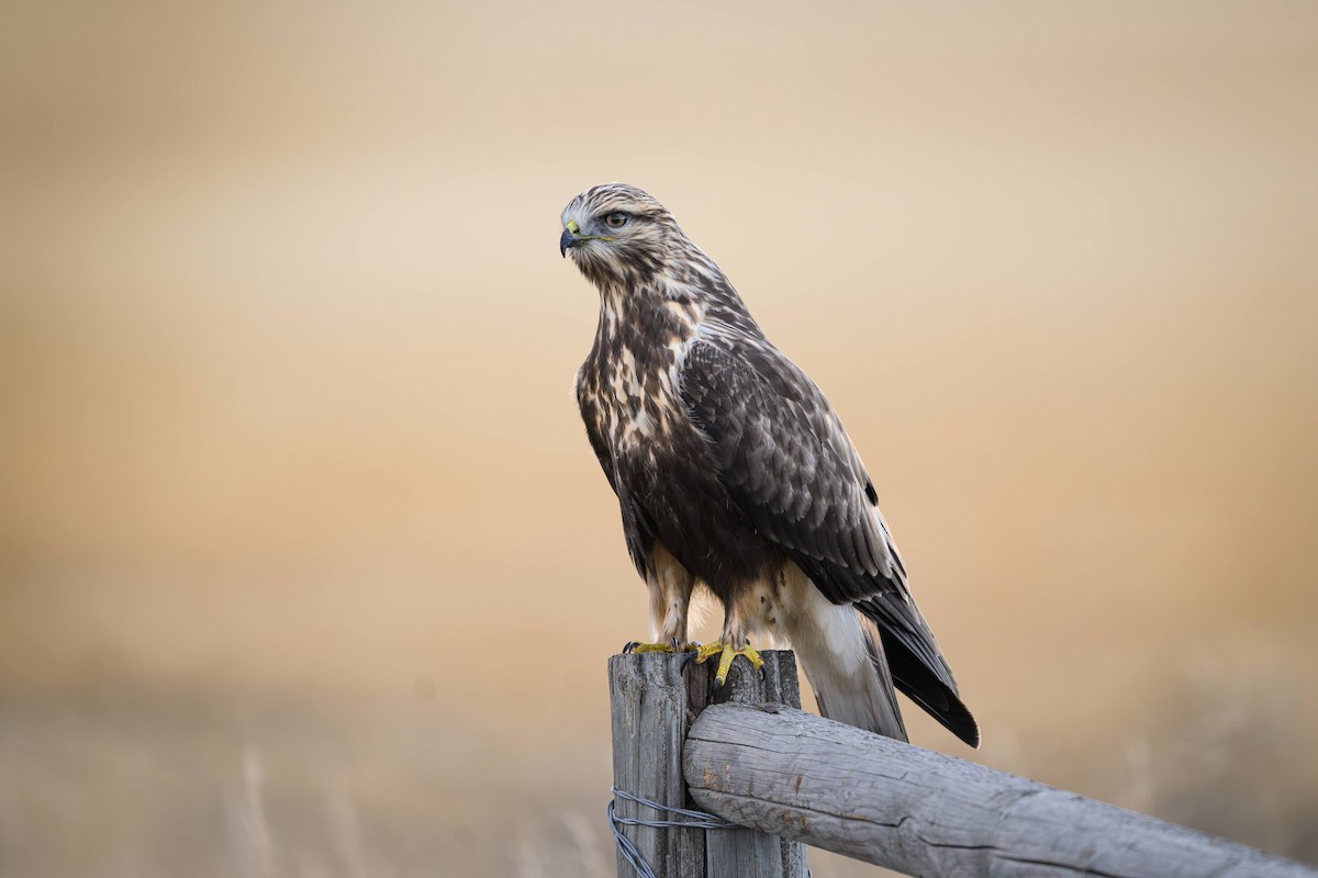Rough-legged Hawk - ML645620726