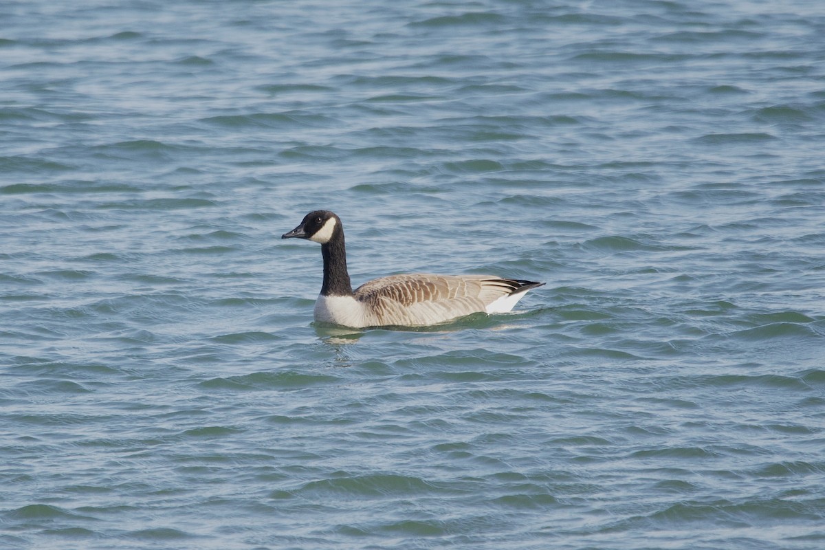Canada Goose - ML645620739