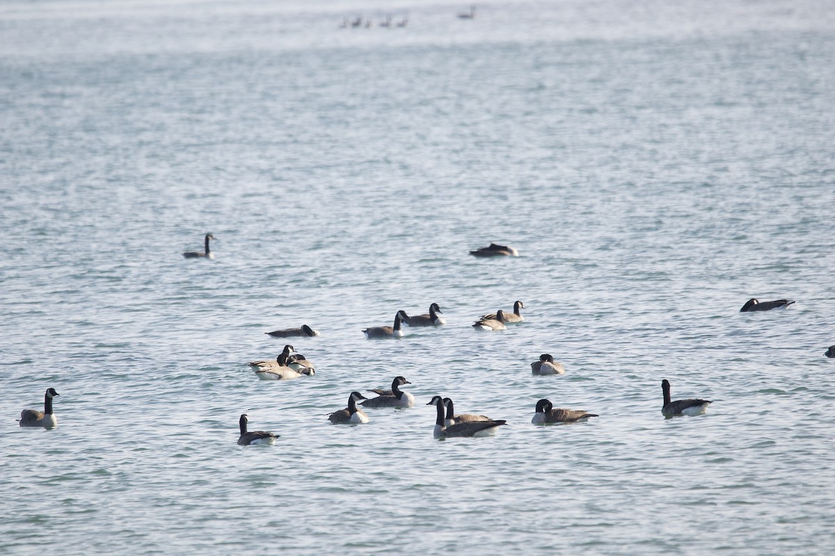 Canada Goose - ML645620740