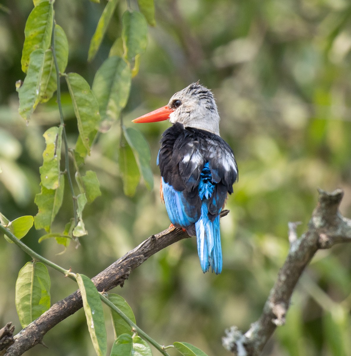 Martin-chasseur à tête grise - ML645620743