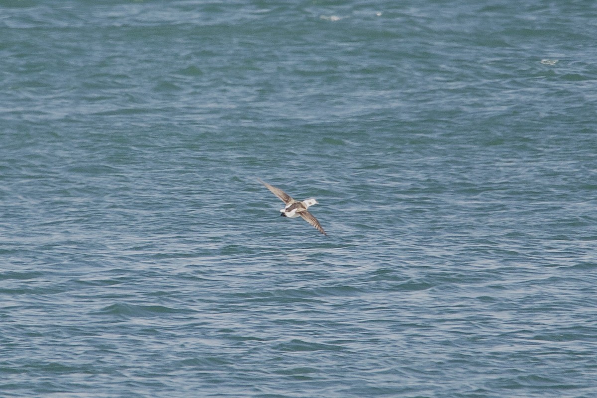 Long-tailed Duck - ML645620744