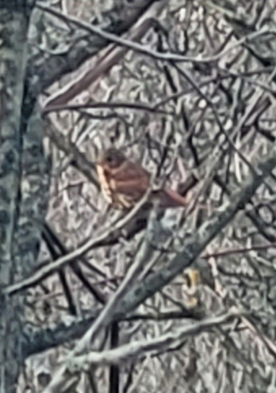 Fox Sparrow - ML645620745