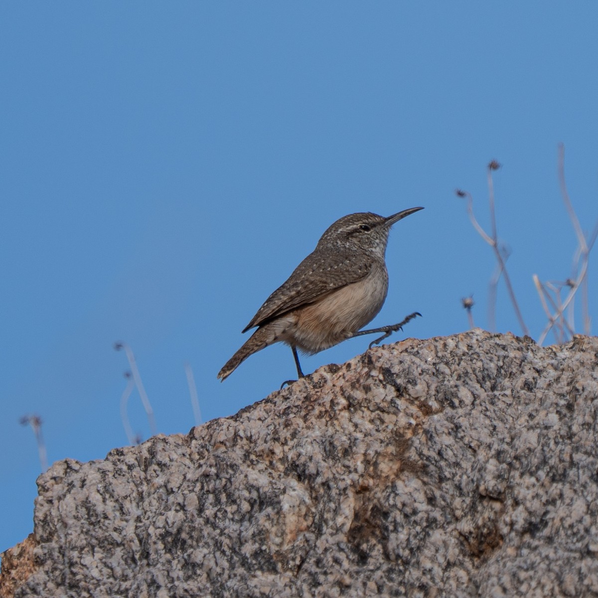 Rock Wren - ML645620750
