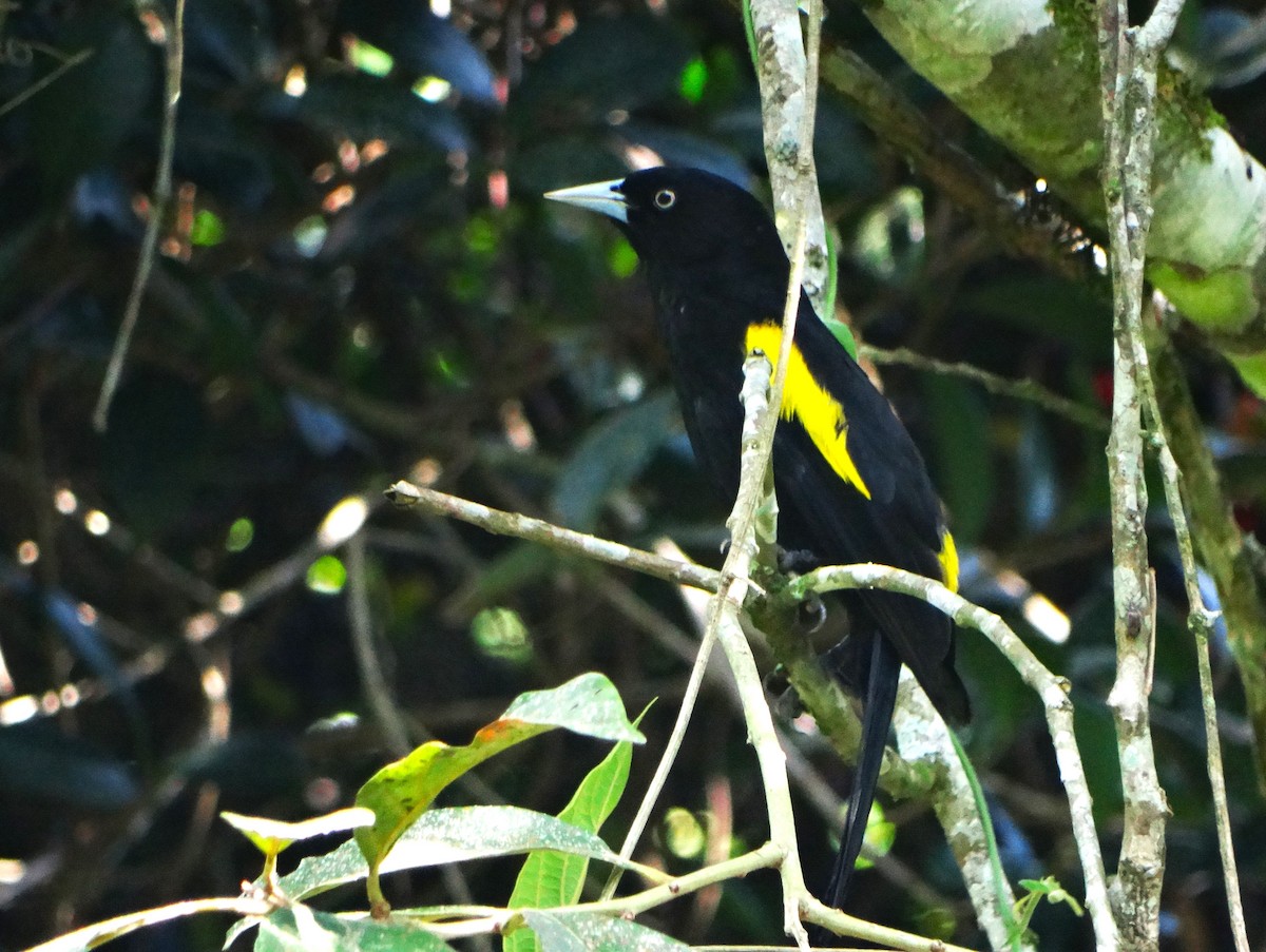 Golden-winged Cacique - ML645620752