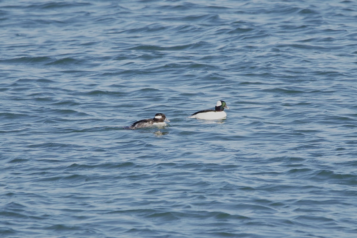 Bufflehead - ML645620754