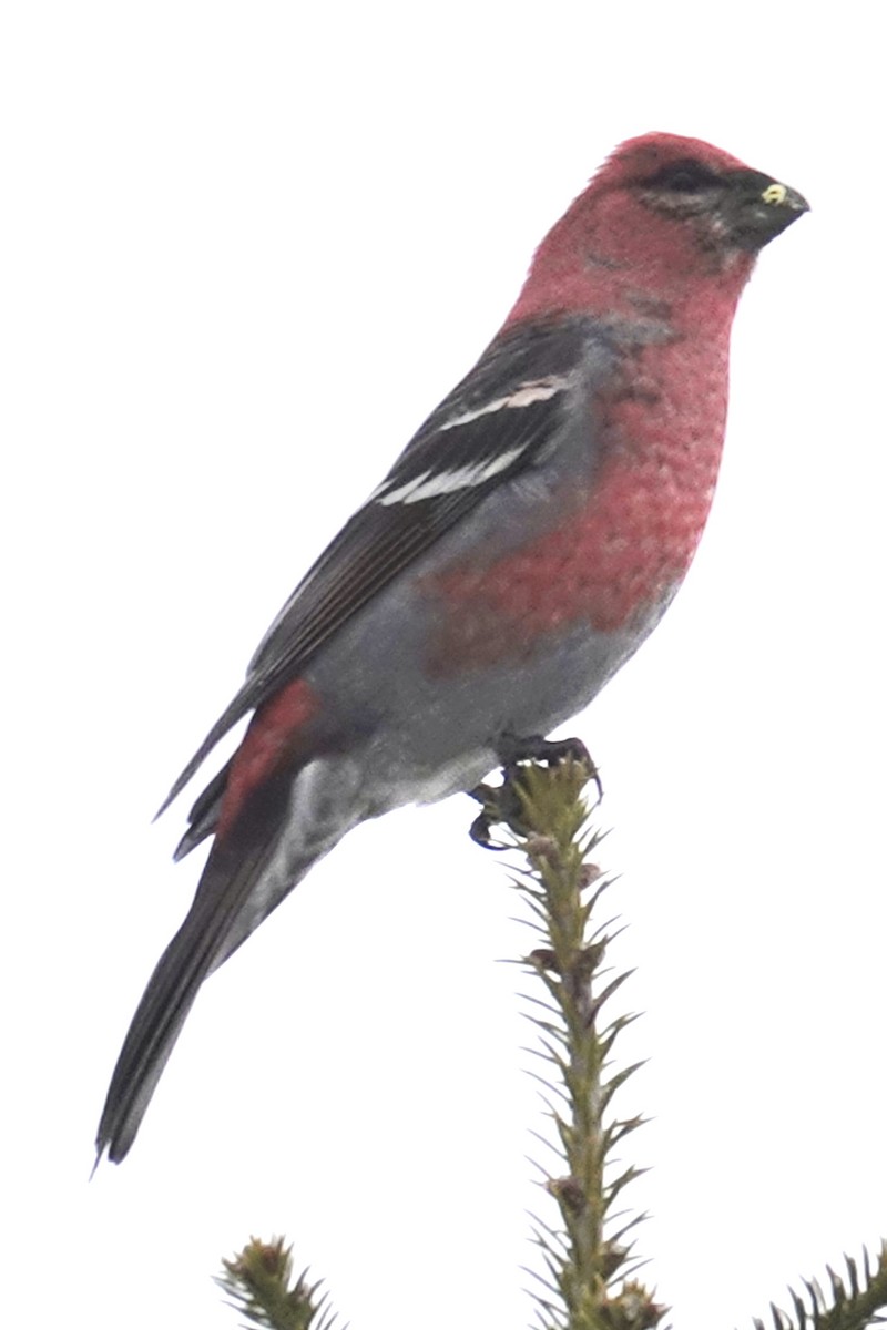 Pinu-gailupa - ML645620756