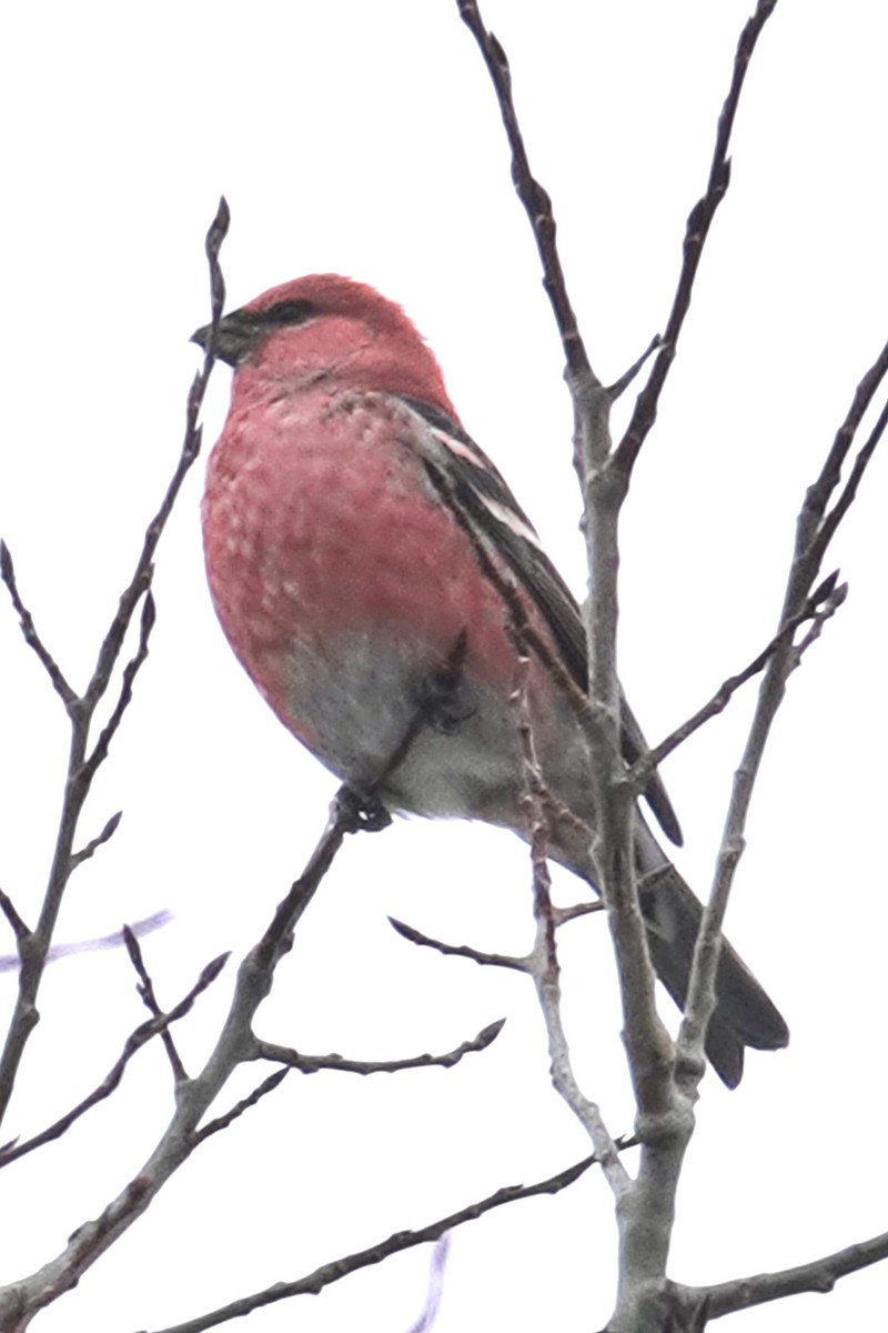 Pinu-gailupa - ML645620757