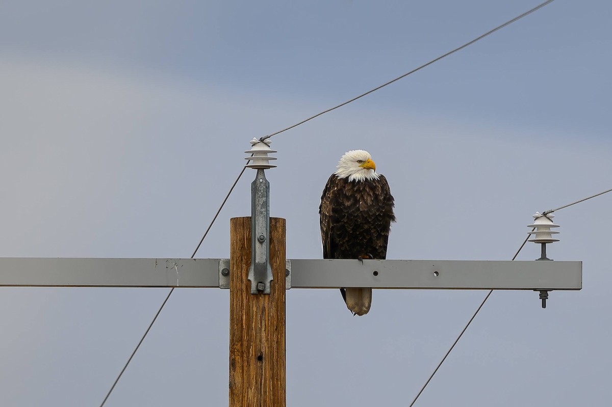 Bald Eagle - ML645620760
