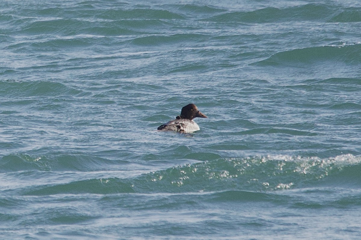 Common Goldeneye - ML645620761