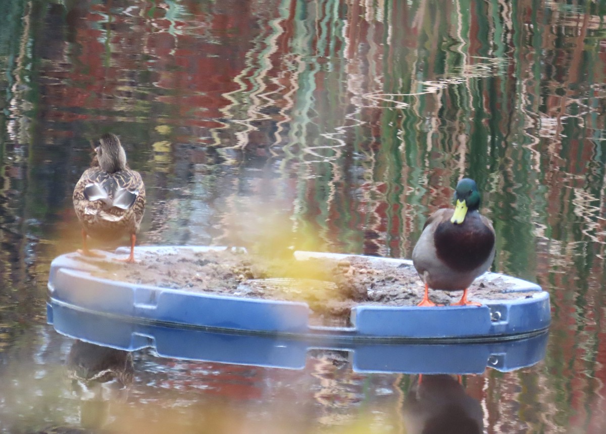 Mallard - ML645620765