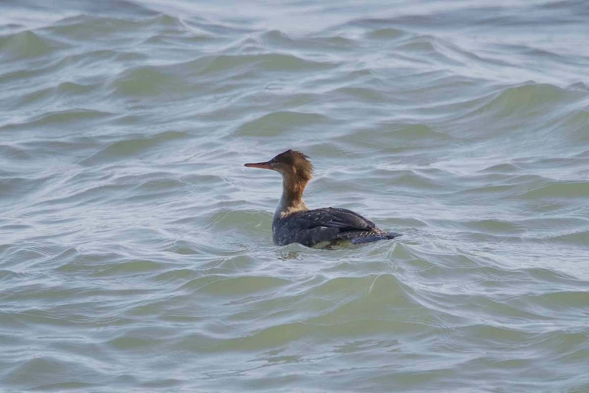 Red-breasted Merganser - ML645620770