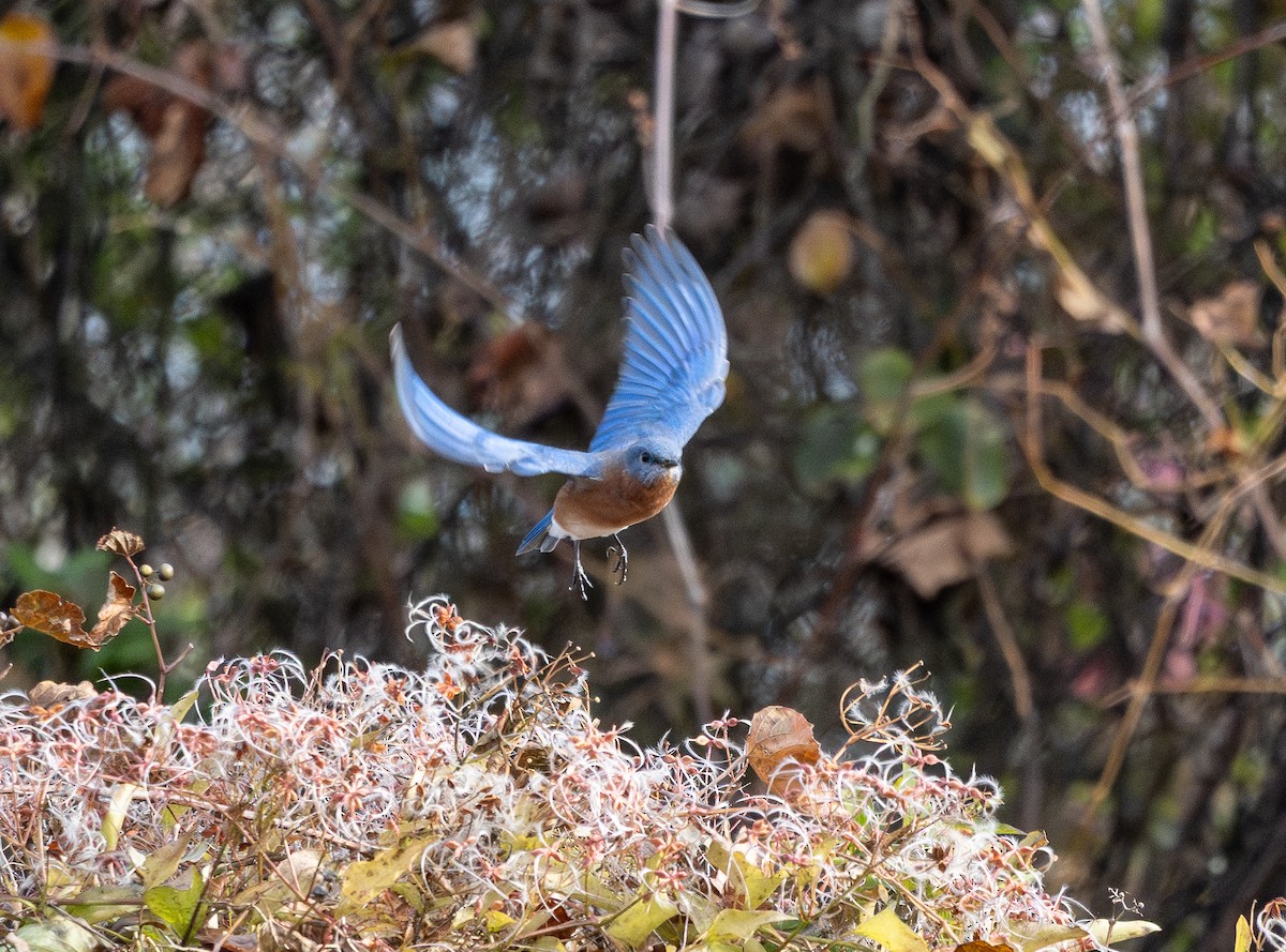 salašník modrý - ML645620771