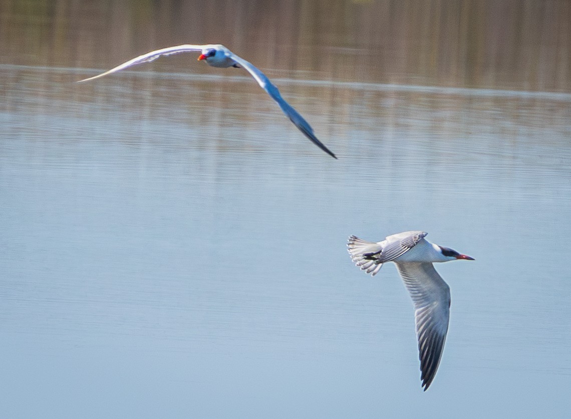 Caspian Tern - ML645620778