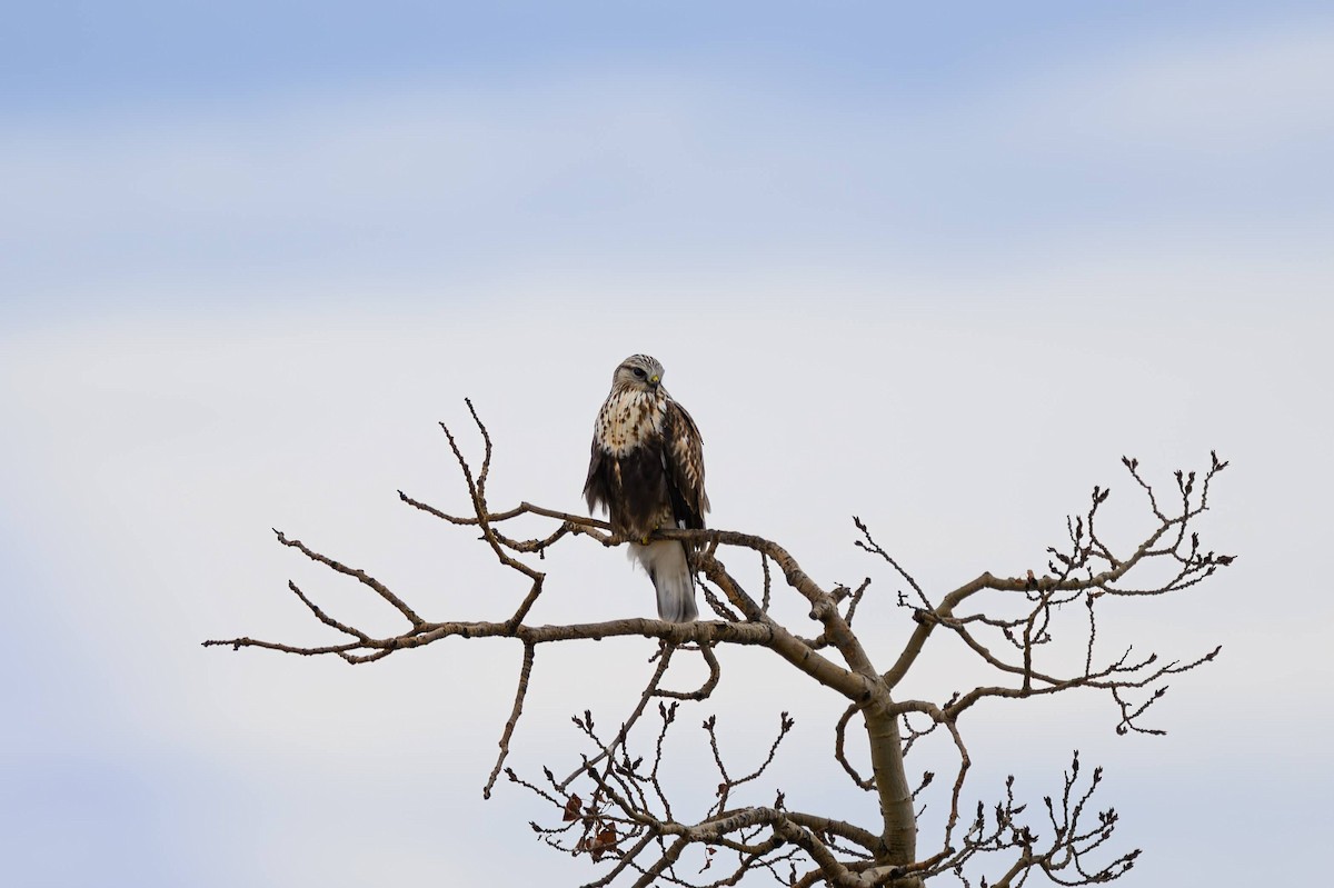 Rough-legged Hawk - ML645620780