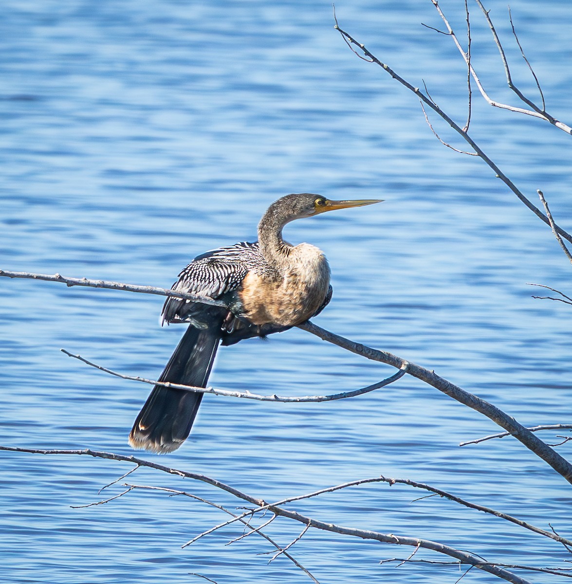 Anhinga - ML645620785