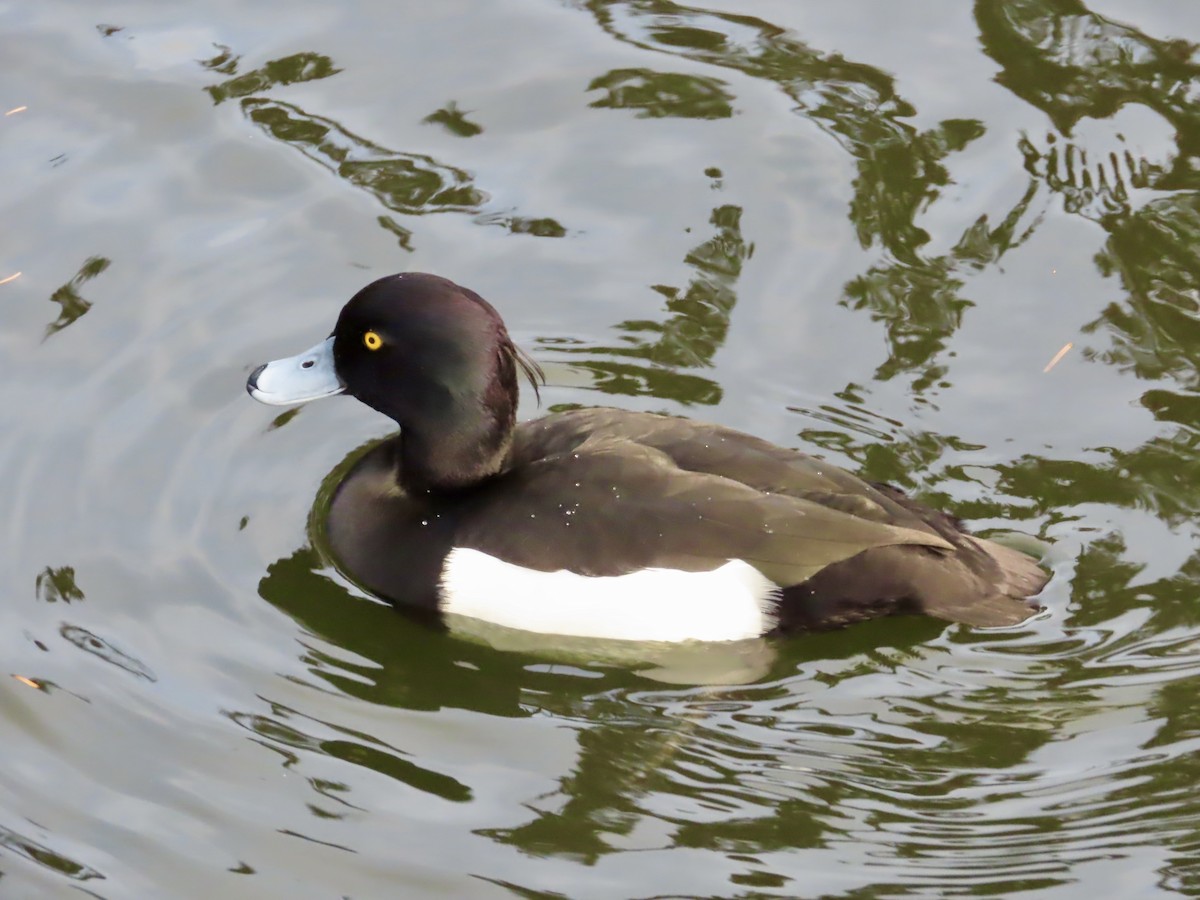 Tufted Duck - ML645620789