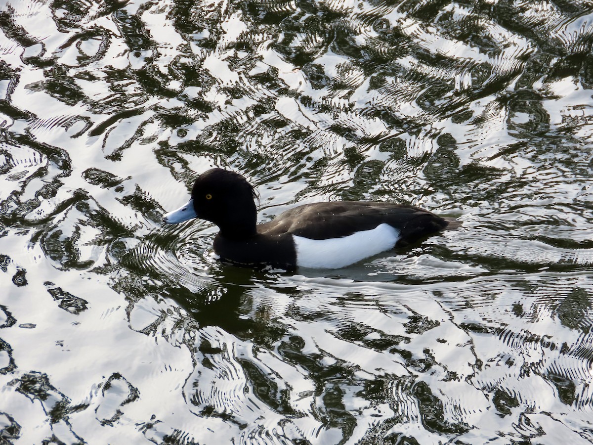 Tufted Duck - ML645620790