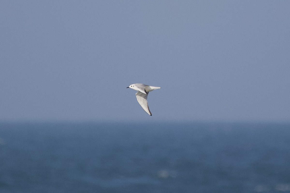 Bonaparte's Gull - ML645620792