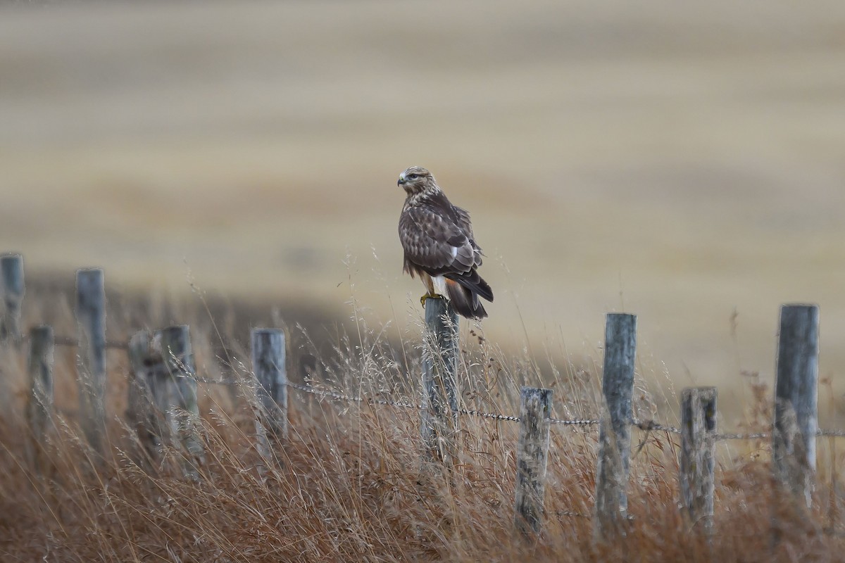 Rough-legged Hawk - ML645620793