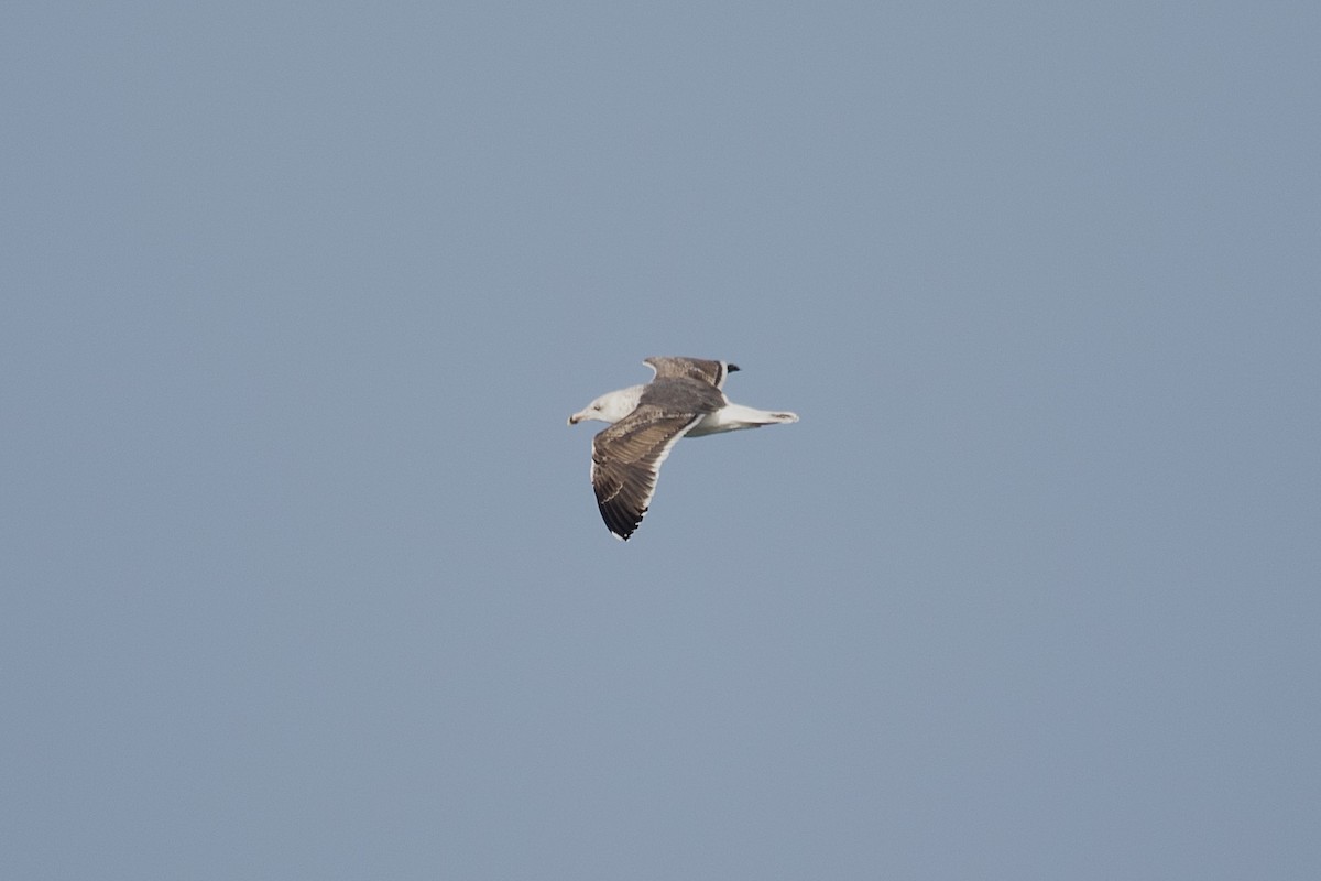Lesser Black-backed Gull - ML645620796