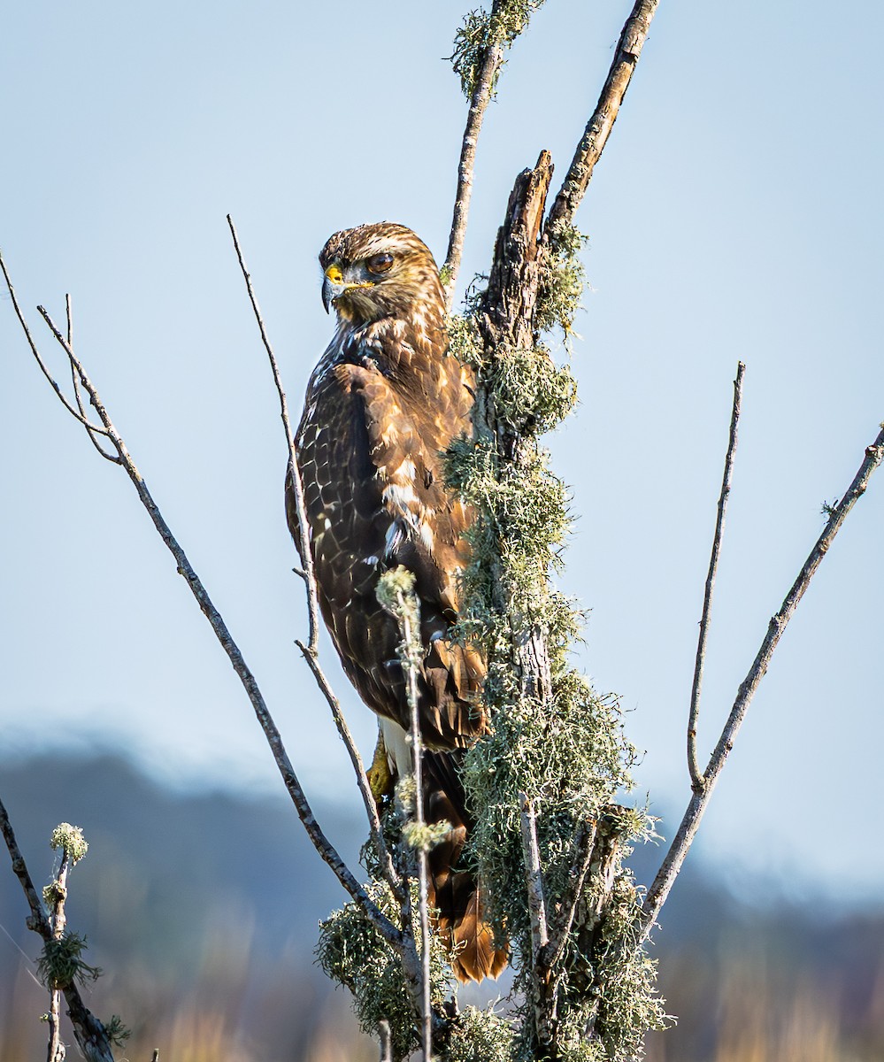 Red-shouldered Hawk - ML645620802
