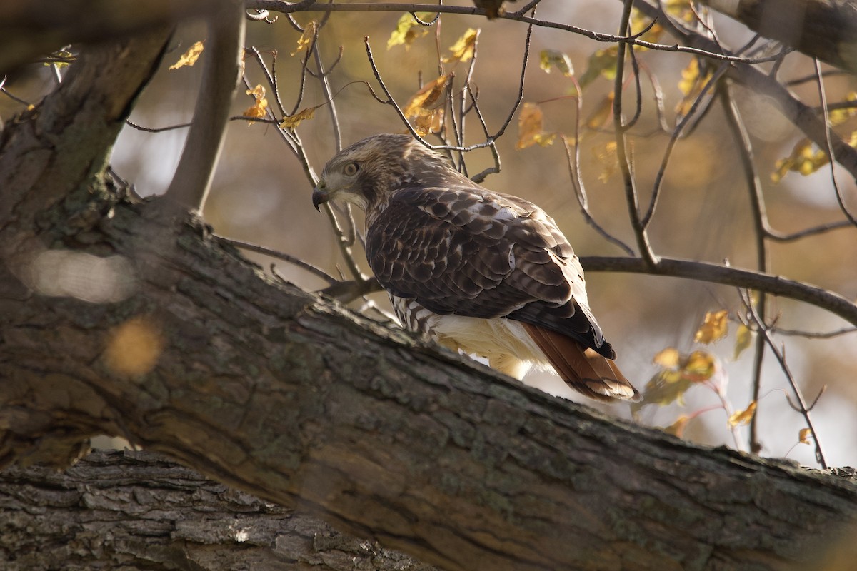 Red-tailed Hawk - ML645620803