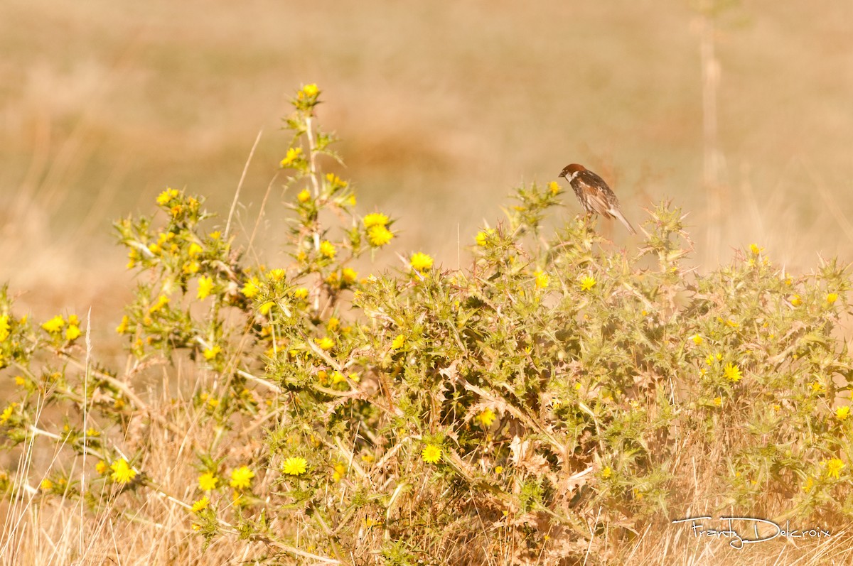 Spanish Sparrow - ML645620805