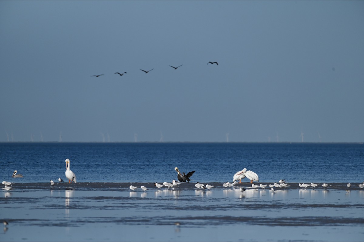 American White Pelican - ML645620810