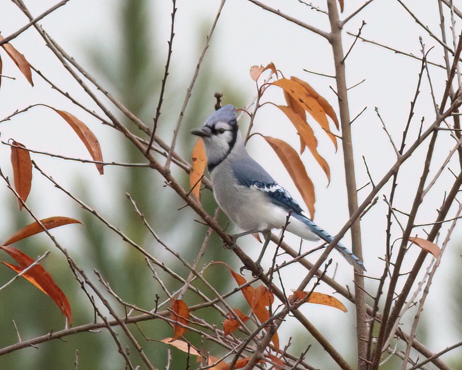 Blue Jay - ML645620813