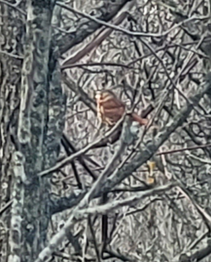 Fox Sparrow - ML645620814