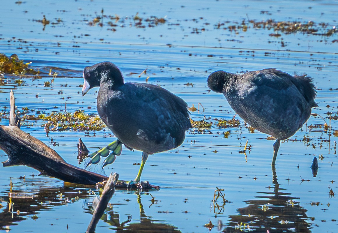 American Coot (Red-shielded) - ML645620816