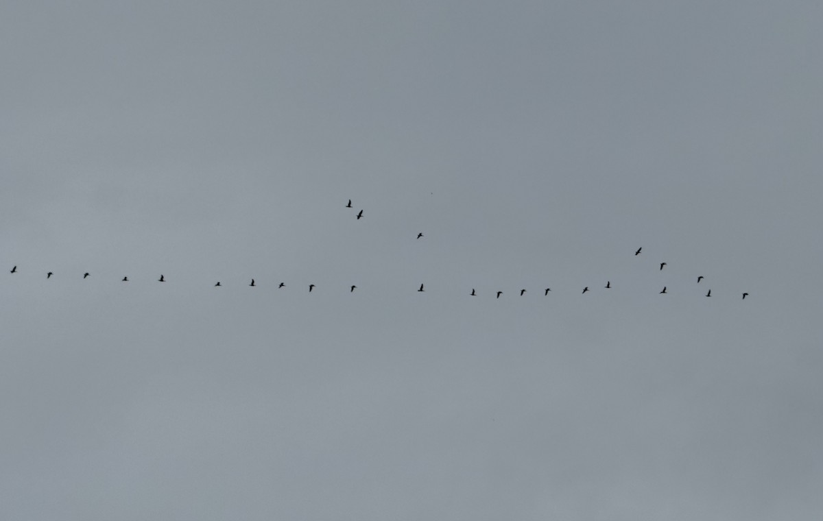 小加拿大雁 - ML645620817