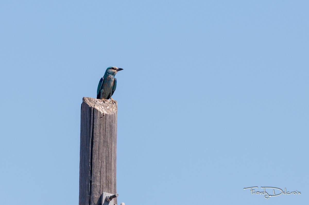 European Roller - ML645620822