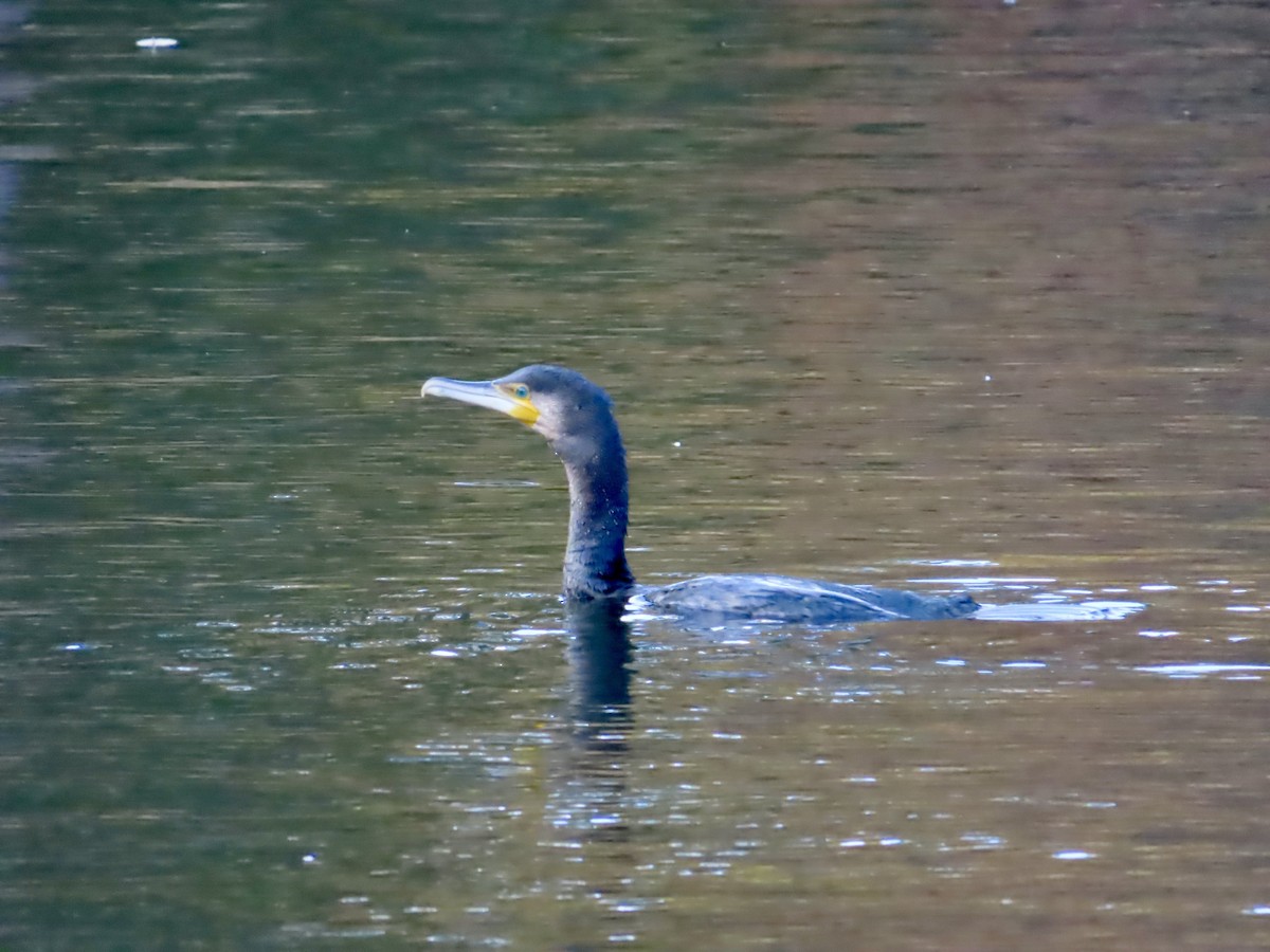 Cormorano - ML645620841