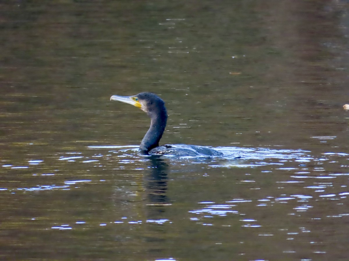 Cormorano - ML645620842